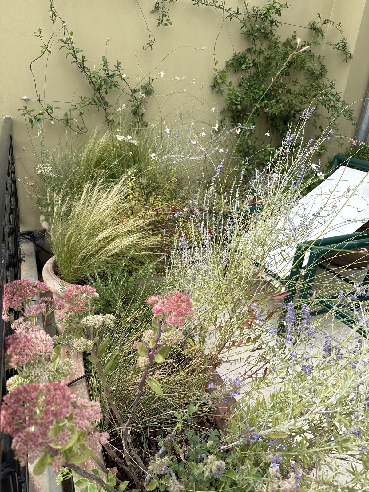 Terrasse Courty : orpins roses, gaura, graminées et lavande en pots devant un mur clair