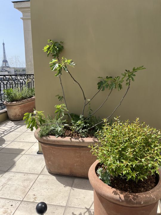 Terrasse Courty, Paris 7e, photo 3