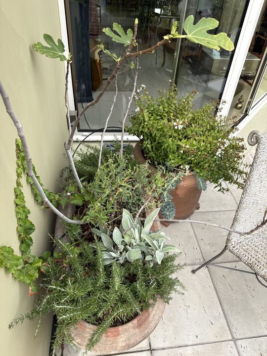 Terrasse Courty, Paris 7e, photo 4