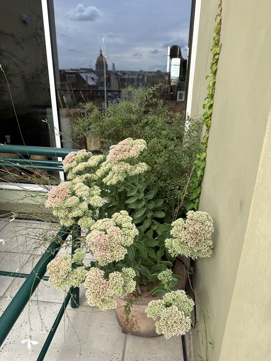 Terrasse Courty, Paris 7e, photo 5