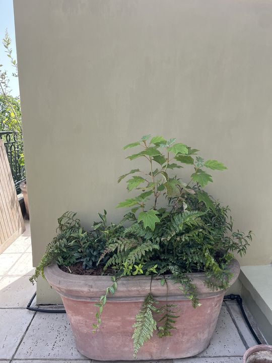 Terrasse Courty, Paris 7e, photo 11
