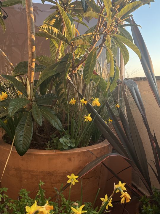 Balcon en hauteur avec néflier du Japon en pot et vue sur Paris