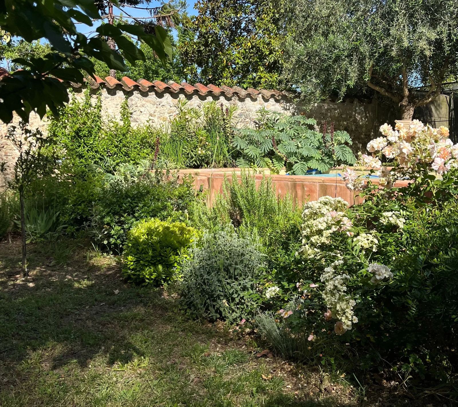Jardin de centre-ville à Céret : massifs méditerranéens, rosiers et vivaces devant un mur de pierre coiffé de tuiles