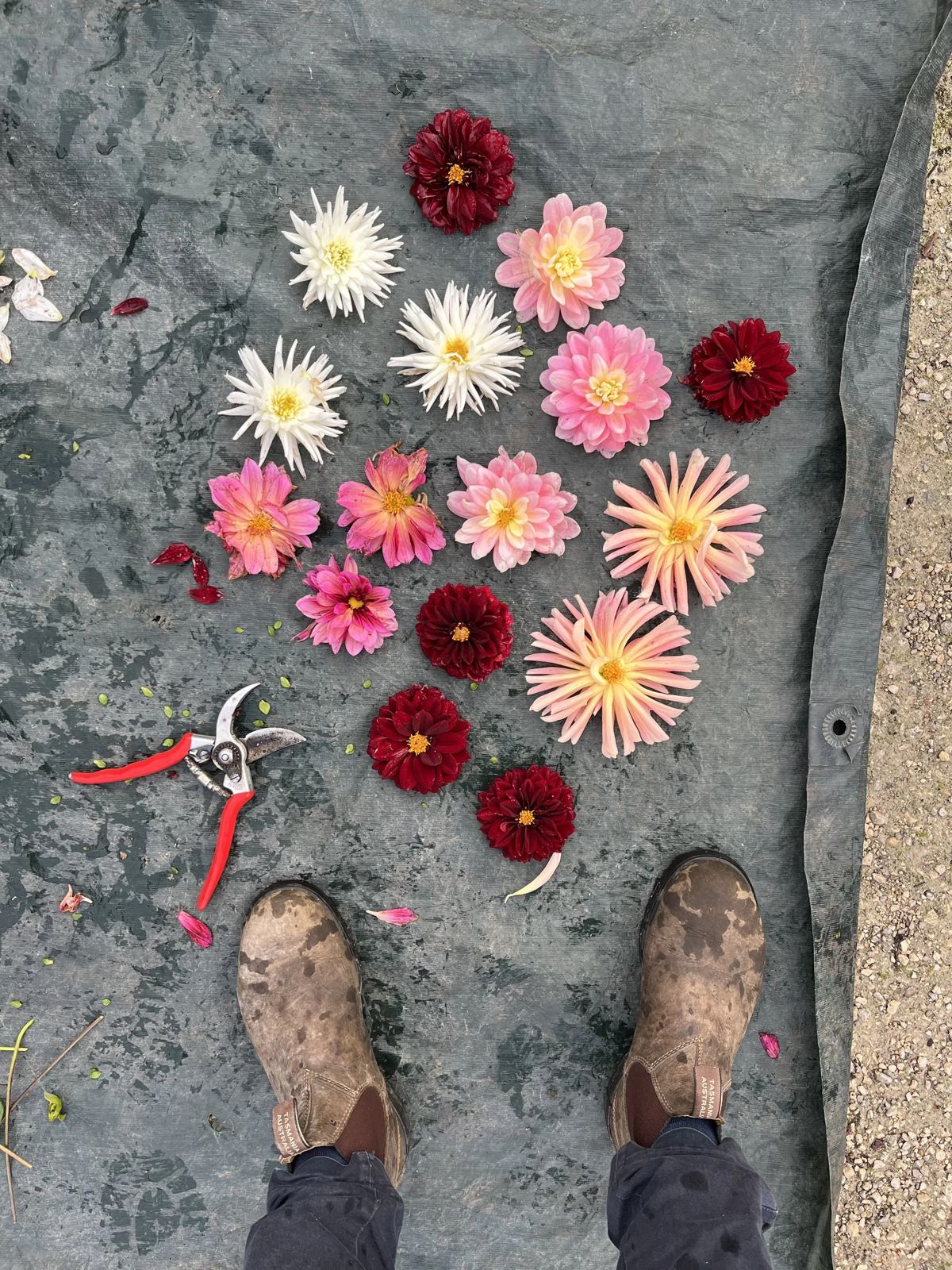 Jardinier, sécateur et fleurs coupées : dahlias et zinnias posés au sol