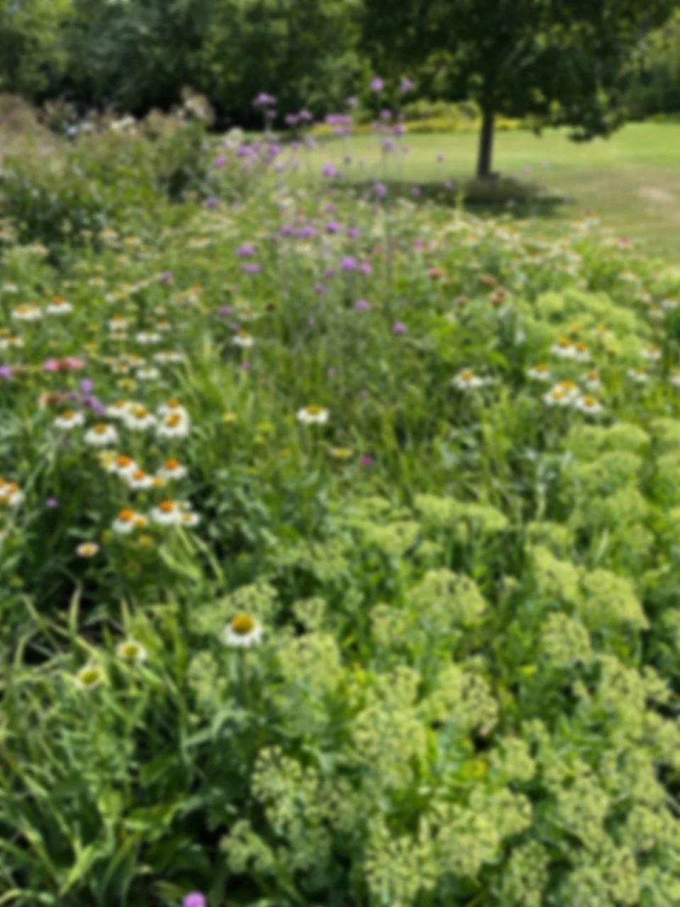 Jardin de fleurs sauvages, marguerites et plantes vertes